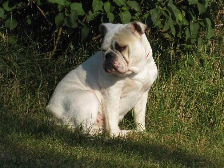 Engelsk bulldog Molly *givet væk* billede 3