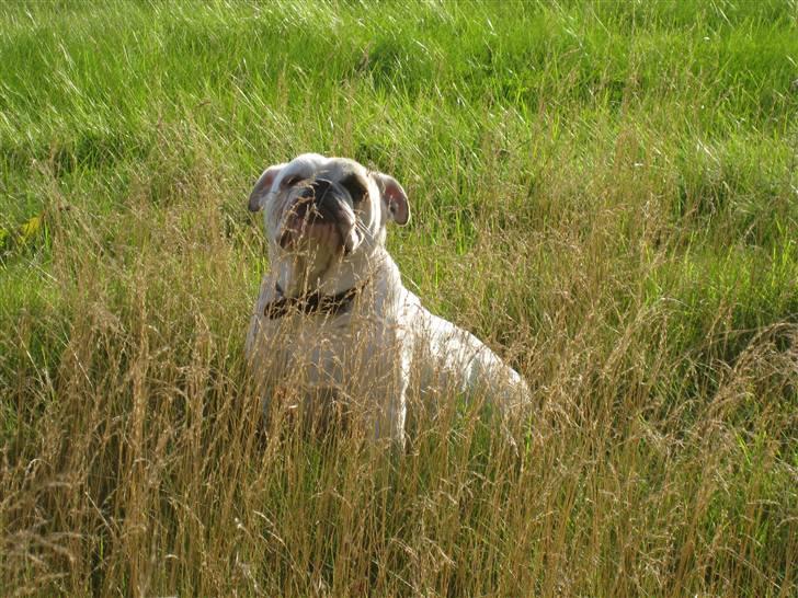 Engelsk bulldog Molly *givet væk* billede 4
