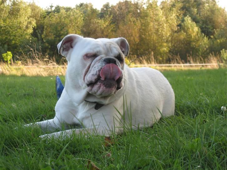 Engelsk bulldog Molly *givet væk* billede 5