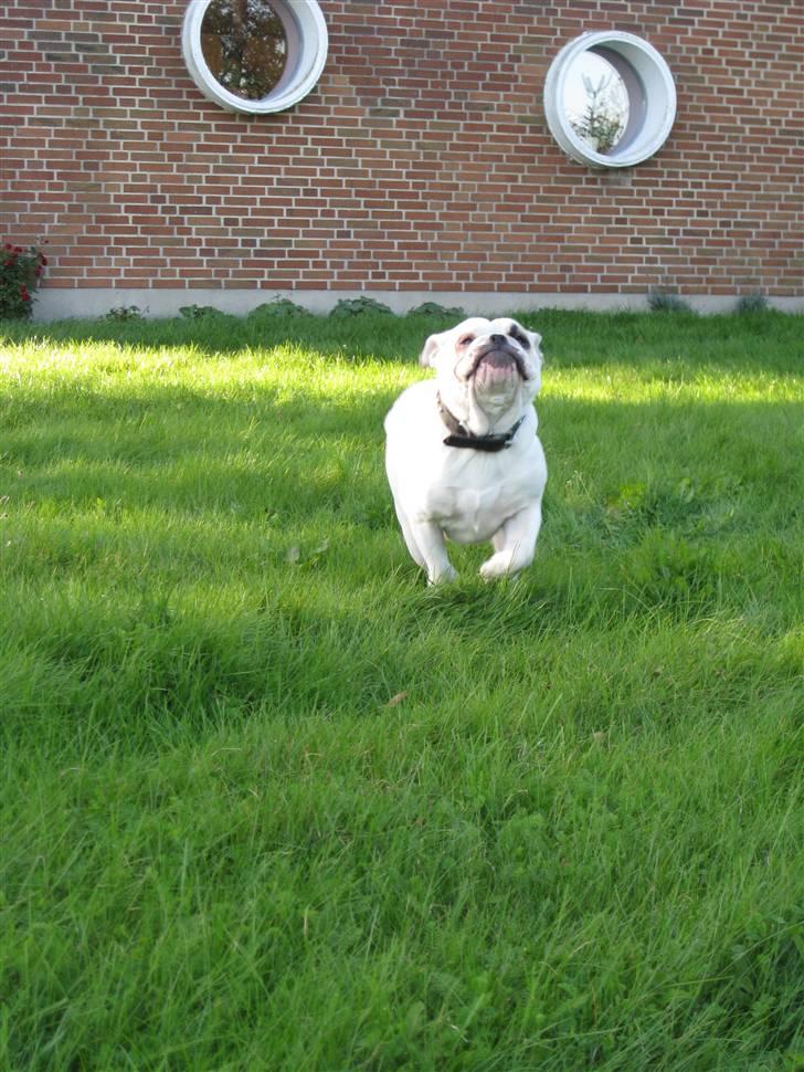 Engelsk bulldog Molly *givet væk* billede 6