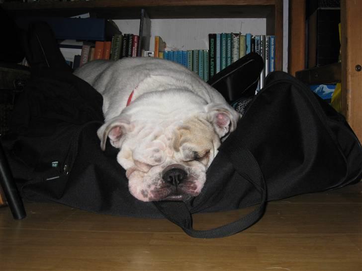 Engelsk bulldog Molly *givet væk* billede 7