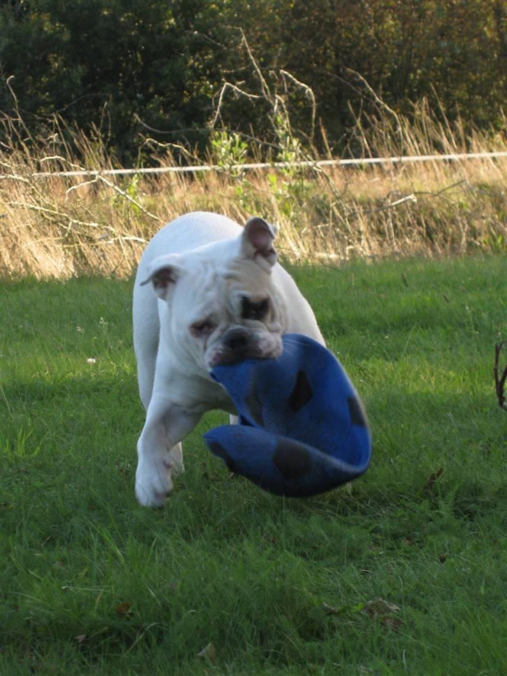 Engelsk bulldog Molly *givet væk* billede 8