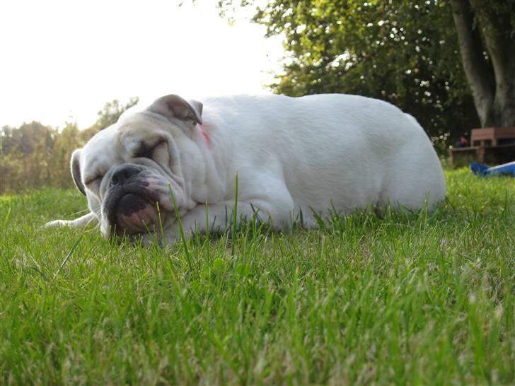 Engelsk bulldog Molly *givet væk* billede 9