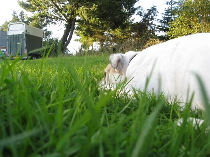 Engelsk bulldog Molly *givet væk* billede 10