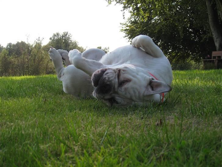 Engelsk bulldog Molly *givet væk* billede 11