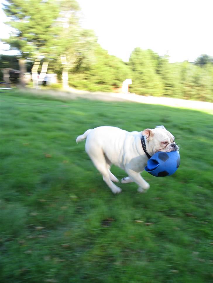 Engelsk bulldog Molly *givet væk* billede 12