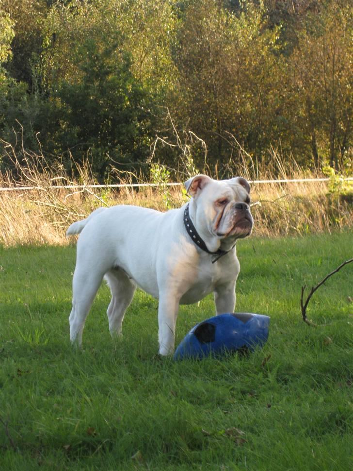Engelsk bulldog Molly *givet væk* billede 13