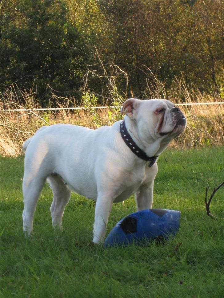 Engelsk bulldog Molly *givet væk* billede 14