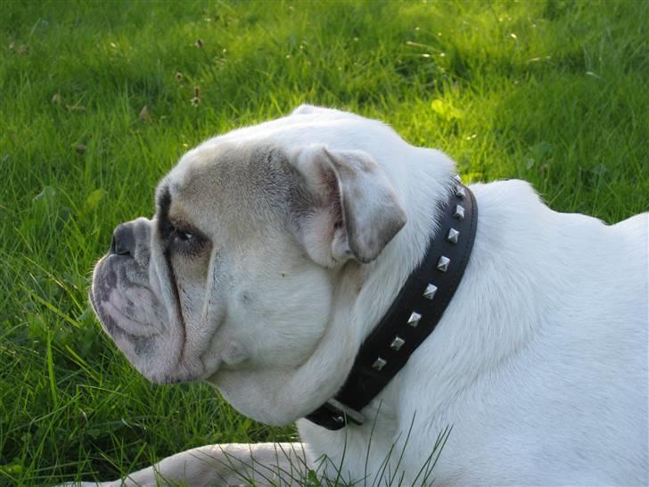 Engelsk bulldog Molly *givet væk* billede 15