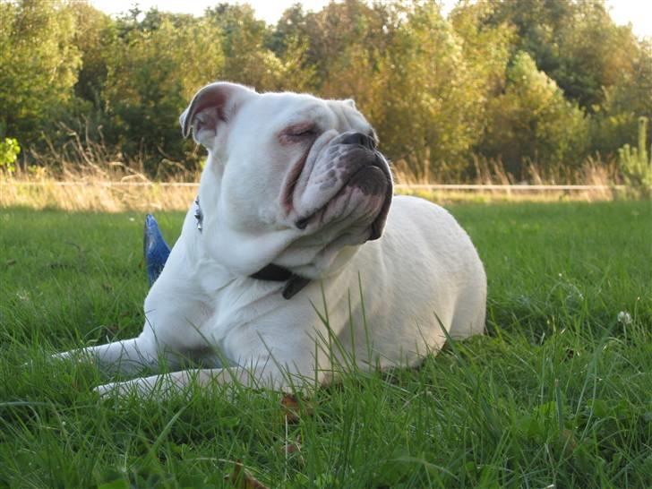 Engelsk bulldog Molly *givet væk* billede 16