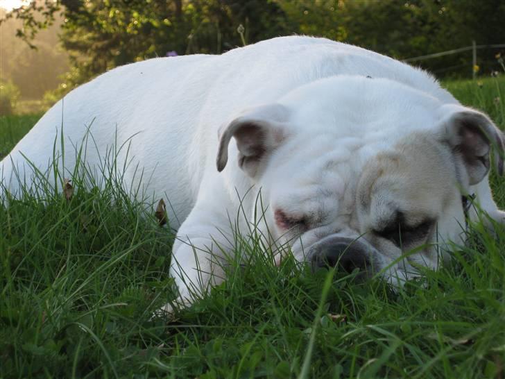 Engelsk bulldog Molly *givet væk* billede 17