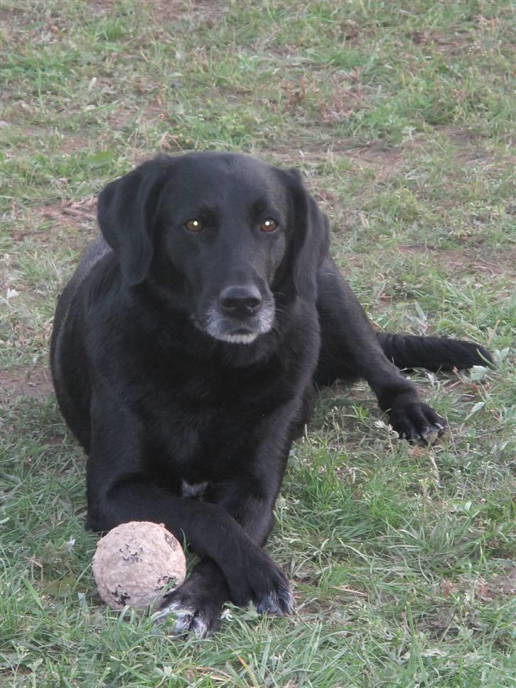 Blanding af racer Dina billede 1