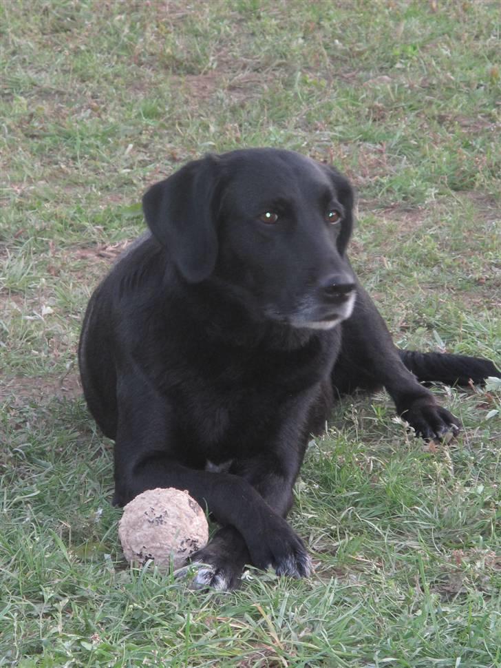 Blanding af racer Dina billede 2