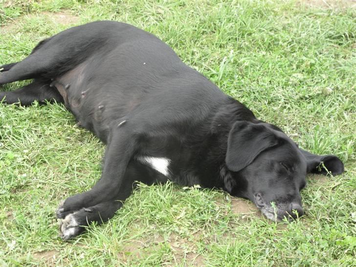 Blanding af racer Dina billede 3