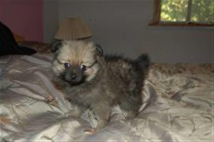 Pomeranian Bella / Mors / svigermors hund billede 1