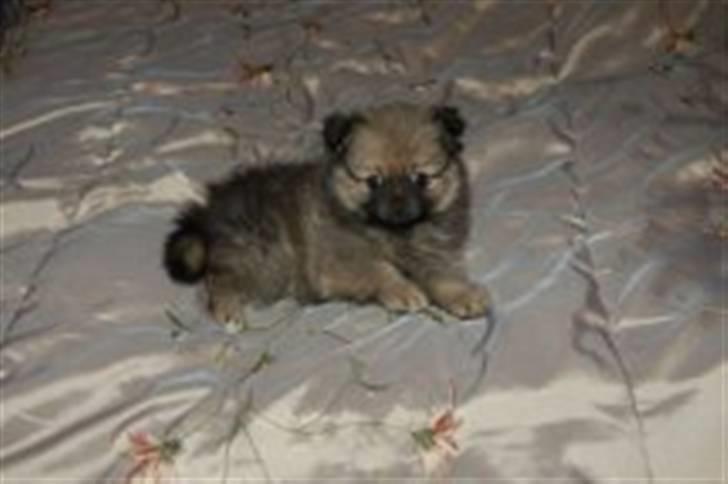 Pomeranian Bella / Mors / svigermors hund billede 2