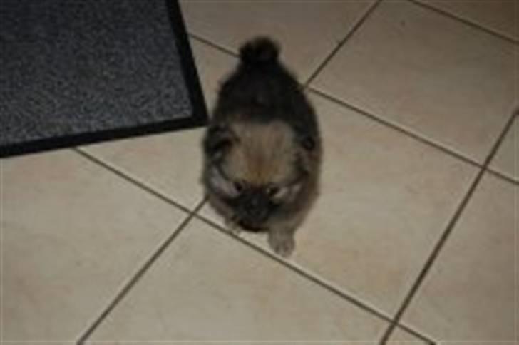 Pomeranian Bella / Mors / svigermors hund billede 3