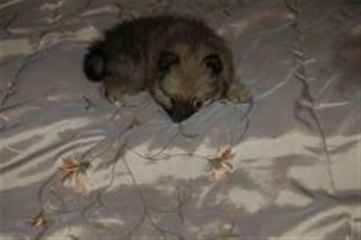 Pomeranian Bella / Mors / svigermors hund billede 4