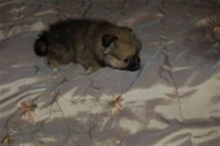 Pomeranian Bella / Mors / svigermors hund billede 5