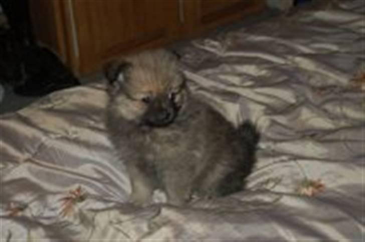 Pomeranian Bella / Mors / svigermors hund billede 6