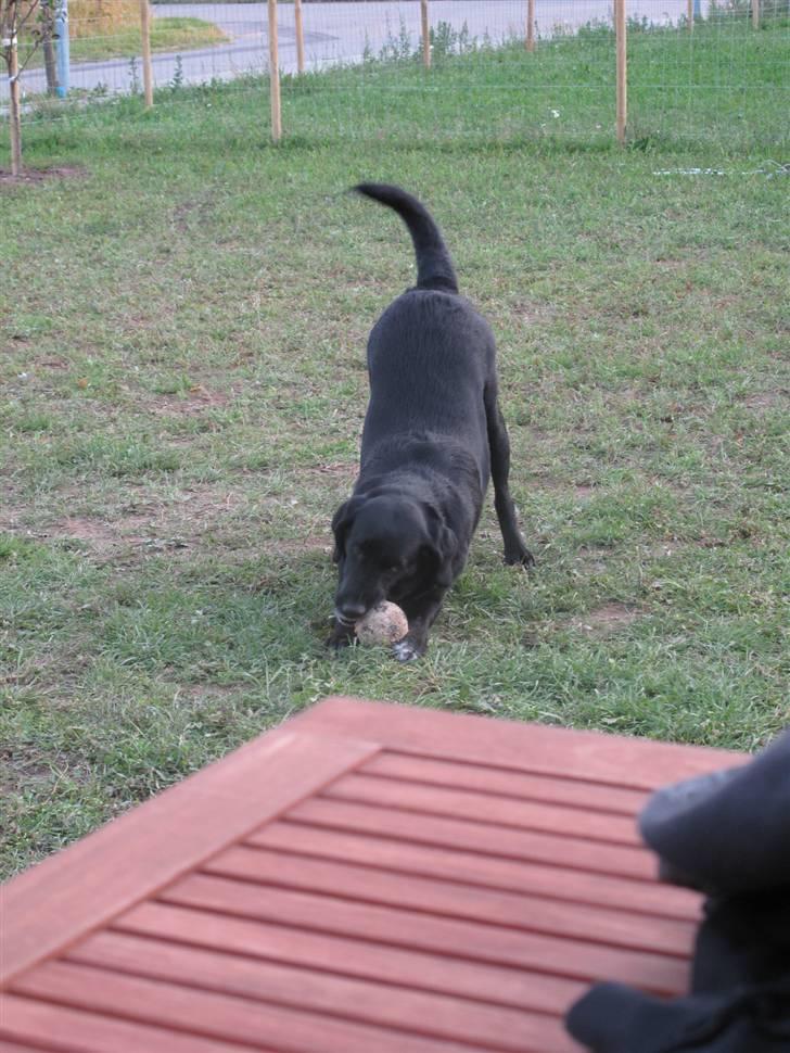 Blanding af racer Dina billede 4