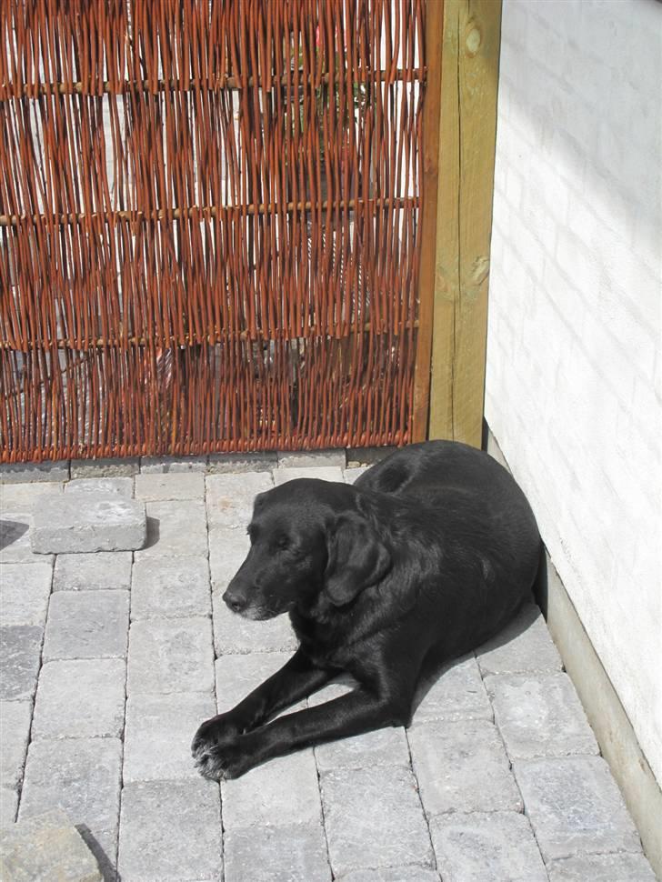 Blanding af racer Dina billede 5