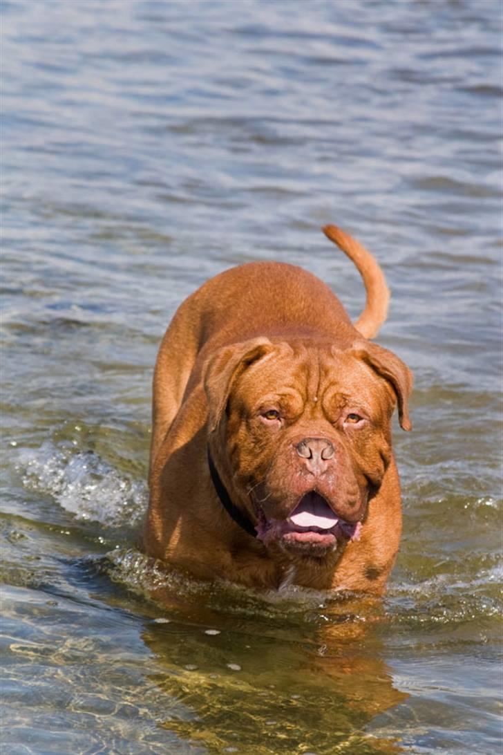 Dogue de bordeaux Jack - R.I.P billede 11