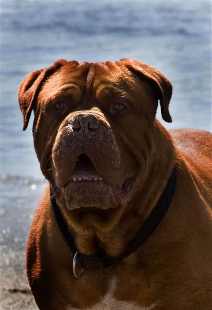 Dogue de bordeaux Jack - R.I.P billede 12