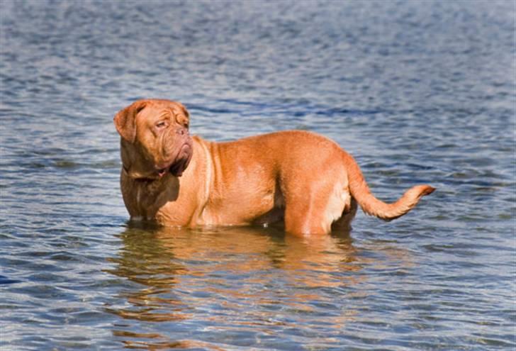 Dogue de bordeaux Doguehill´s Cheri billede 8