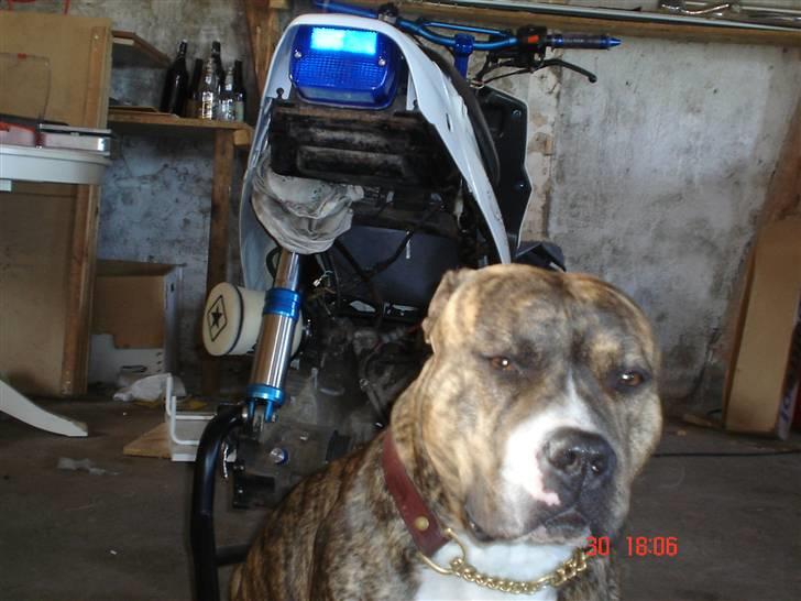 Amerikansk staffordshire terrier Baloo billede 2