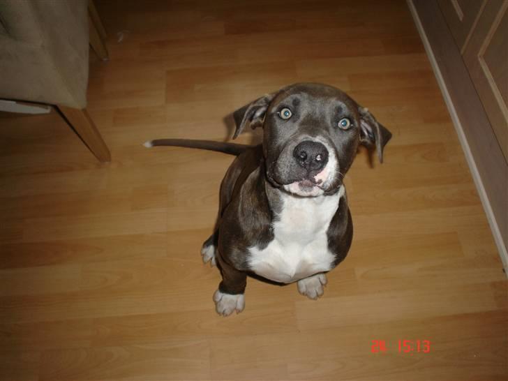 Amerikansk staffordshire terrier Baloo billede 3