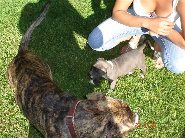 Amerikansk staffordshire terrier Baloo billede 4