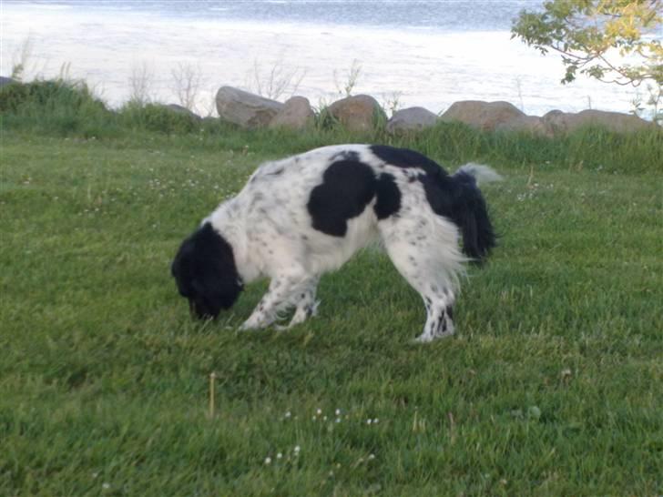 Stabijhoun Silja - 28.05.2009 en dejlig tur i parken billede 11