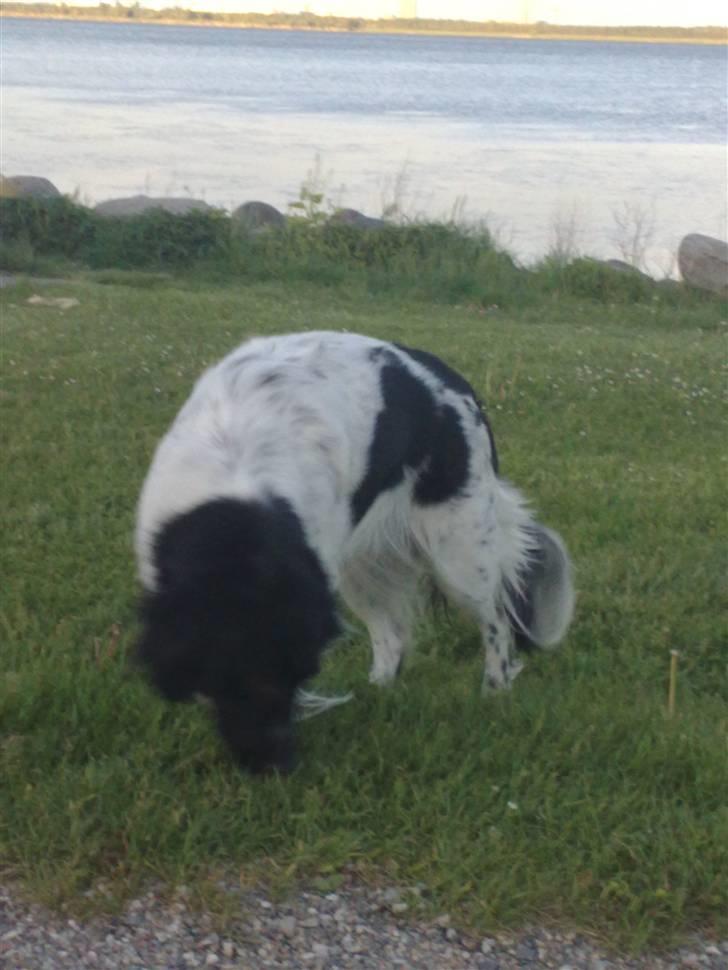 Stabijhoun Silja - 28.05.2009 en dejlig tur i parken billede 12