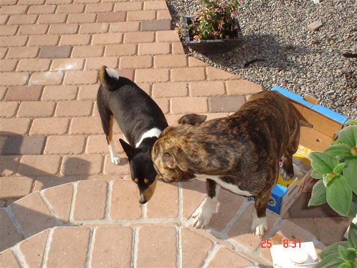 Amerikansk staffordshire terrier Baloo billede 5