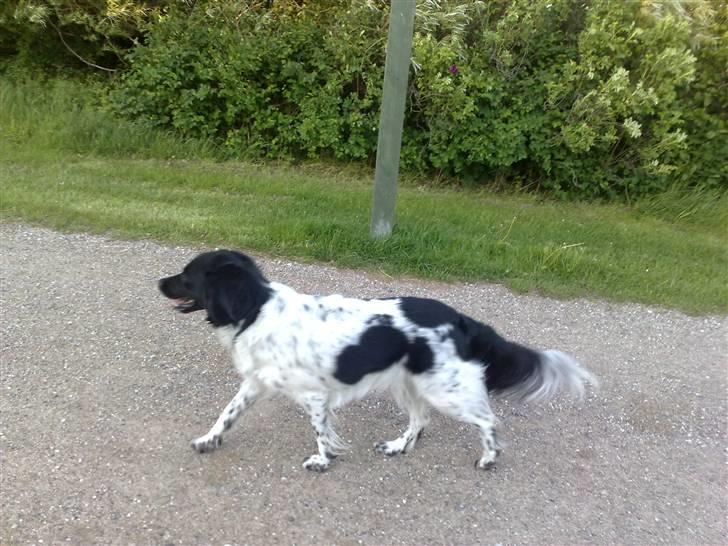 Stabijhoun Silja - 28.05.2009 en dejlig tur i parken smukt trav billede 13