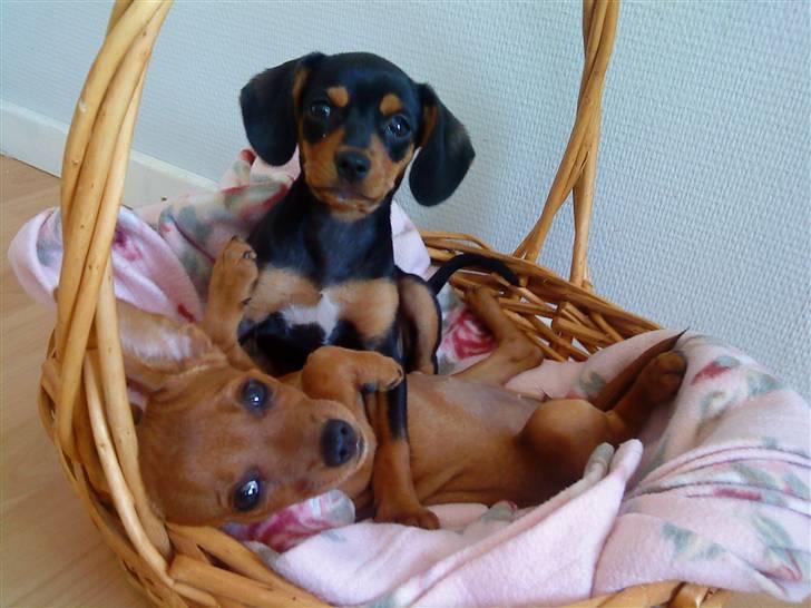 Amerikansk staffordshire terrier Baloo billede 6