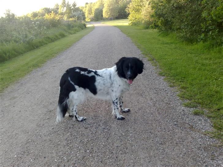 Stabijhoun Silja - 28.05.2009 en dejlig tur i parken billede 14