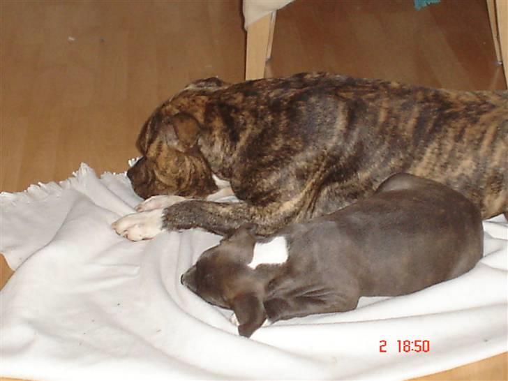 Amerikansk staffordshire terrier Baloo billede 7