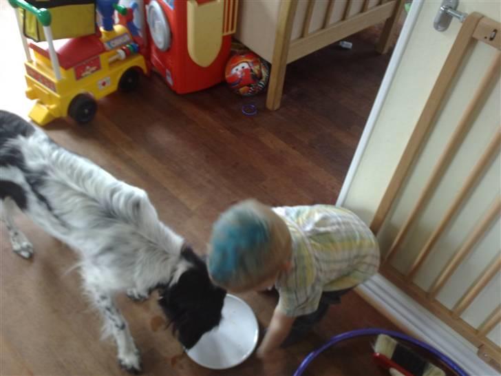 Stabijhoun Silja - 04.08.2009 magnus har fanget at silja godt kan lide rester... billede 15