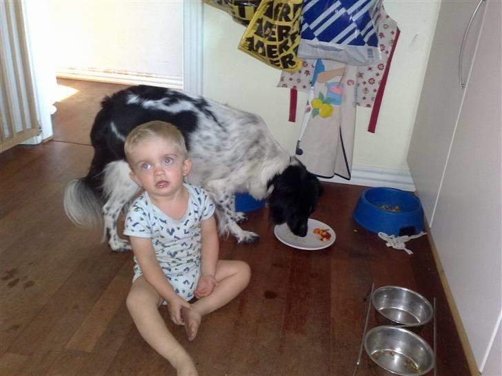 Stabijhoun Silja - hvem mig !!!! nej nej jeg smager ikke på hendes mad :-) billede 16