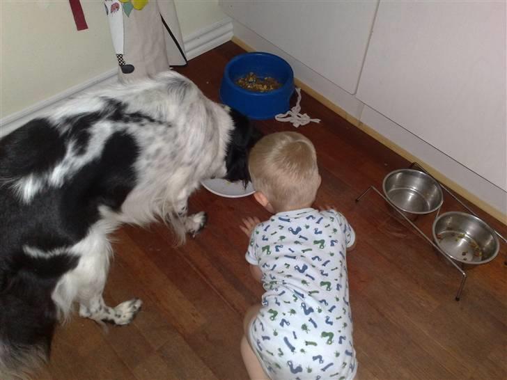 Stabijhoun Silja - hmmm må jeg ikke også smage.... billede 17