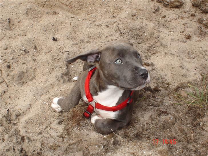 Blanding af racer Baby billede 2