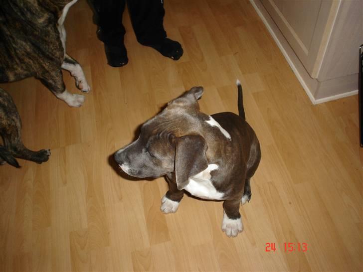 Blanding af racer Baby billede 3