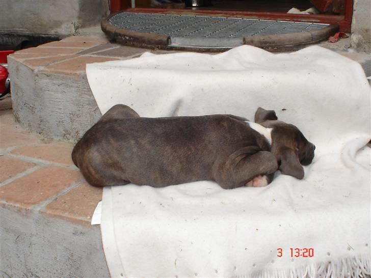 Blanding af racer Baby billede 6