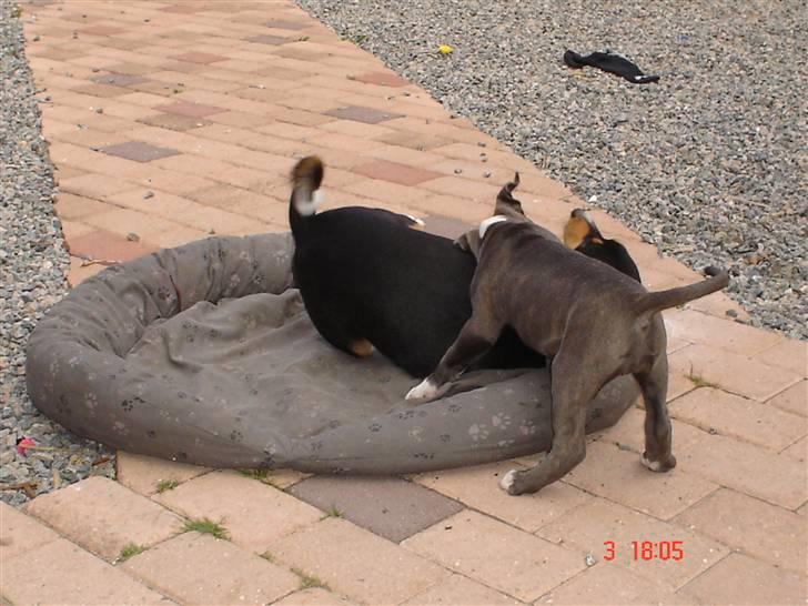 Blanding af racer Baby billede 7