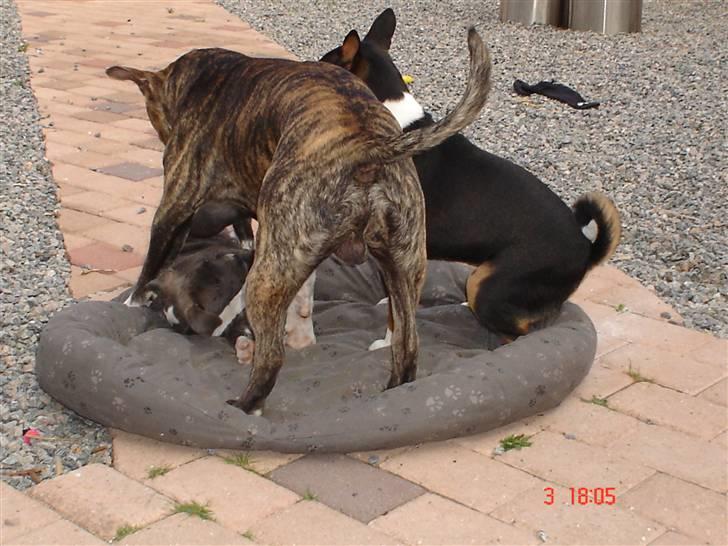 Blanding af racer Baby billede 8