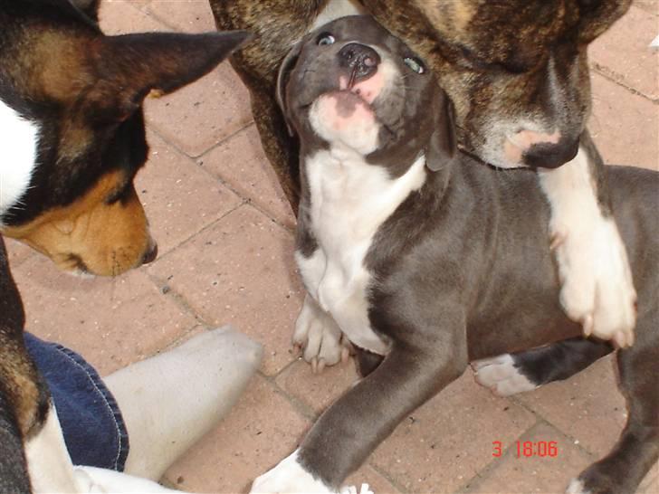 Blanding af racer Baby billede 9