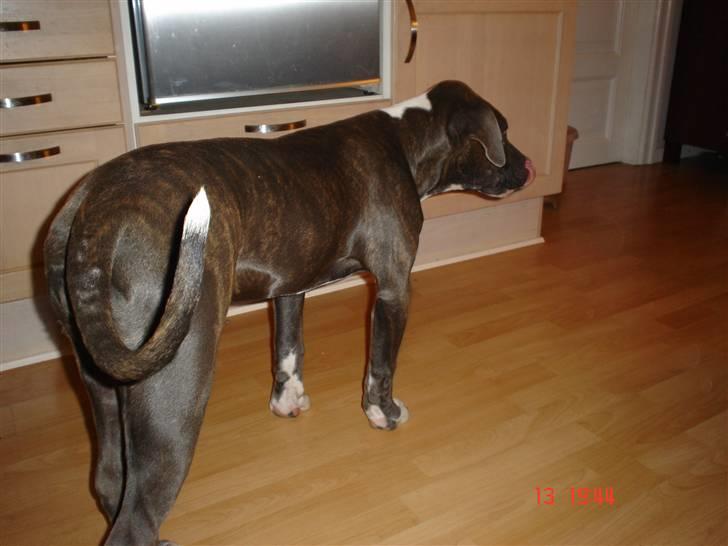 Blanding af racer Baby billede 10