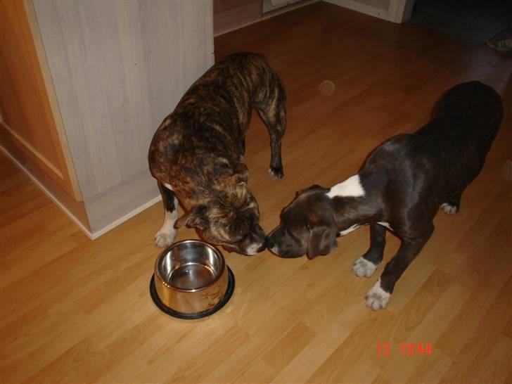 Blanding af racer Baby billede 11